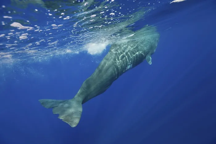Framed Print : Sperm whale, Physeter catodon, Azores