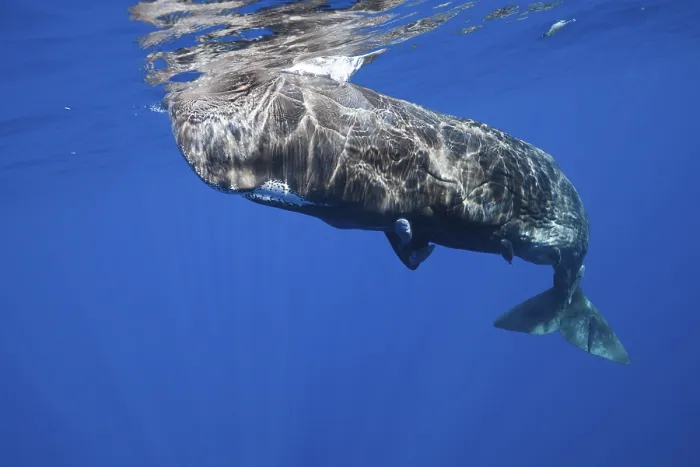 Framed Print : Sperm whale, Physeter macrocephalus