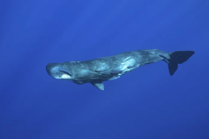 Framed Print : Sperm whale (Physeter macrocephalus)