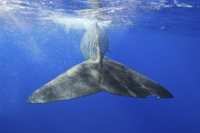 Framed Print : Sperm whale (Physeter macrocephalus)