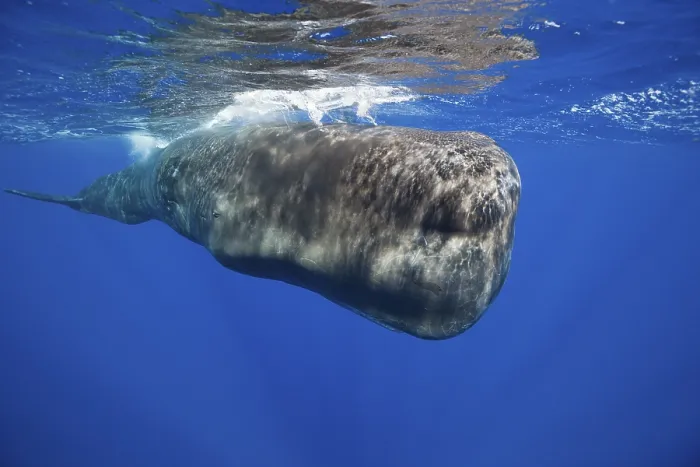 Framed Print : Sperm whale (Physeter macrocephalus)