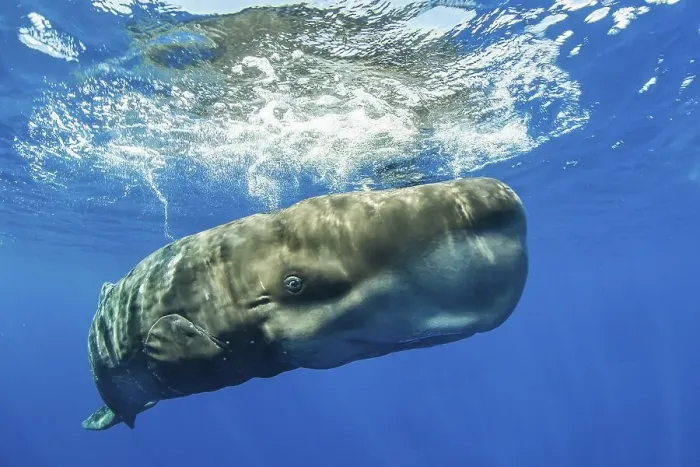 Framed Print : Sperm whale (Physeter macrocephalus) close to the water surface