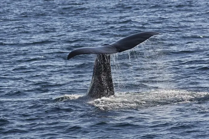 Framed Print : Sperm whale (Physeter macrocephalus Physeter or catodon)