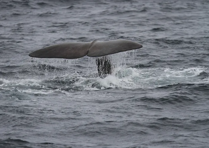 Framed Print : Sperm whale, Physeter macroxephalus