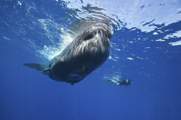 Framed Print : Sperm whale and snorkeller, Physeter macrocephalus