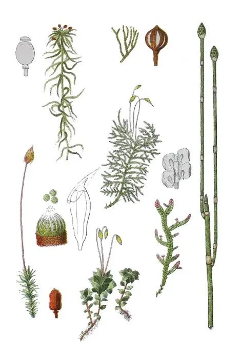 Framed Print : Sphagnum capillifolium (top left) Framed Print : Sphagnum capillifolium (top left)