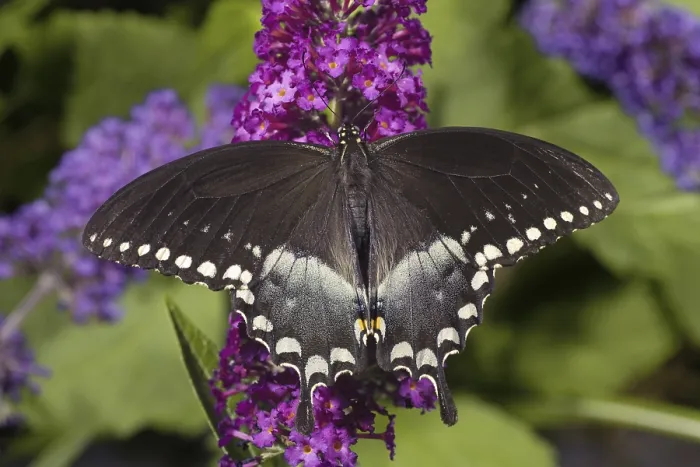 Framed Print : Spicebush Swallowtail (Papilio troilus)