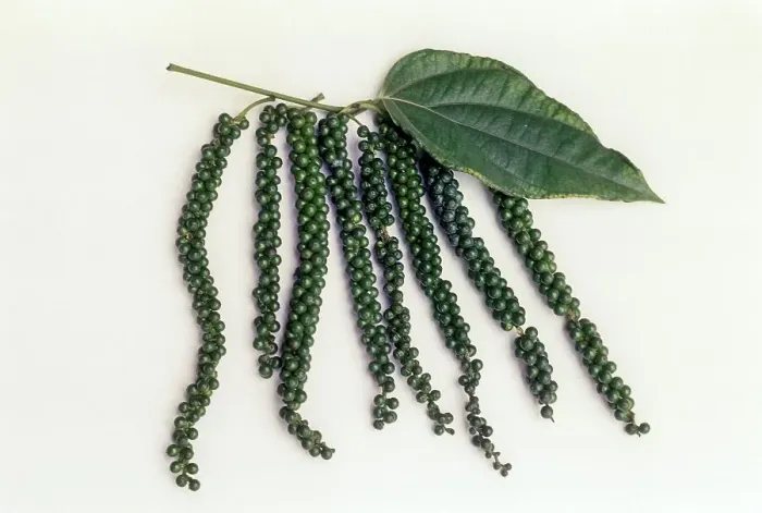 Framed Print : Spices, green pepper (Piper nigrum)