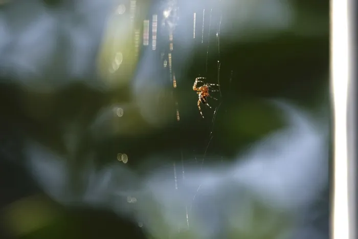 Framed Print : Spider building her web, summer, Germany