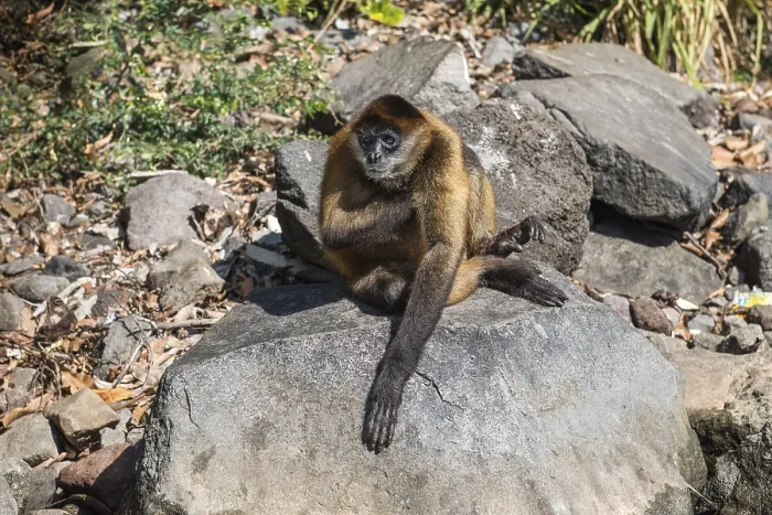 Framed Print : Spider monkey (Ateles geoffroyi) Framed Print : Spider monkey (Ateles geoffroyi)