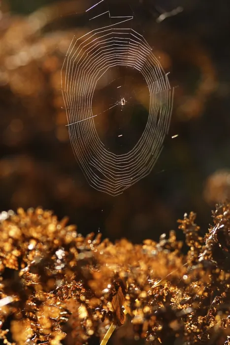 Framed Print : Spider net in the backlight