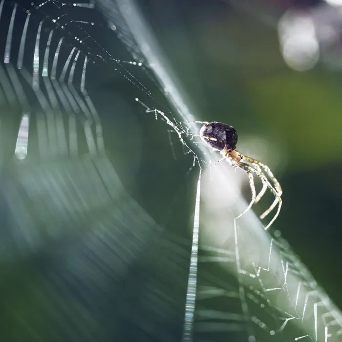 Framed Print : Spider in a spider web, Bonn, Germany, Europe