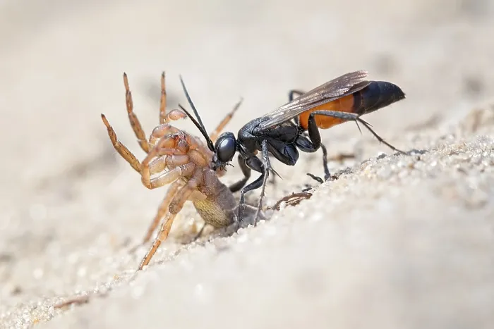 Framed Print : Spider wasp (Anoplius infuscatus) holding a captured wolf spider (Lycosidae) Framed Print : Spider wasp (Anoplius infuscatus) holding a captured wolf spider (Lycosidae)