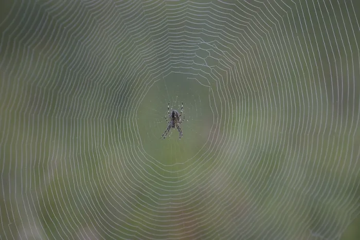 Framed Print : Spider web with spider Framed Print : Spider web with spider