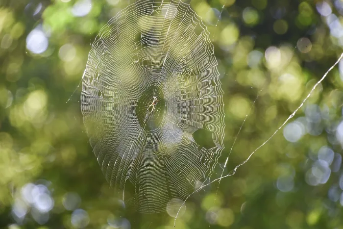 Framed Print : Spider web with spider in backlight in front of green leaves