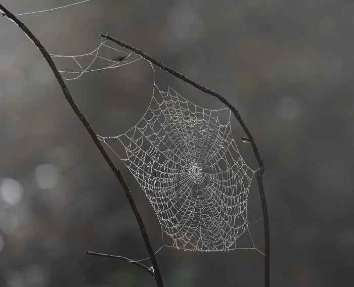 Framed Print : Spider webs wetted by dew, Araburg