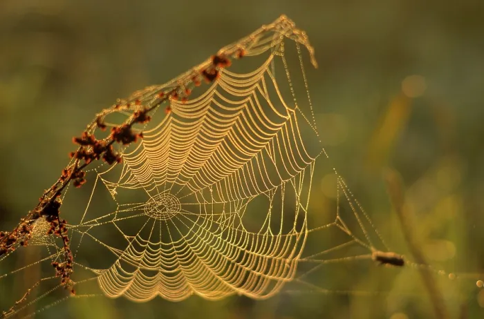 Framed Print : Spider's web in the morning dew Spider's web in the morning dew Framed Print : Spider's web in the morning dew Spider's web in the morning dew