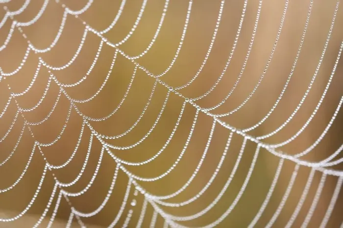 Framed Print : Spiderweb with morning dew, detail Framed Print : Spiderweb with morning dew, detail