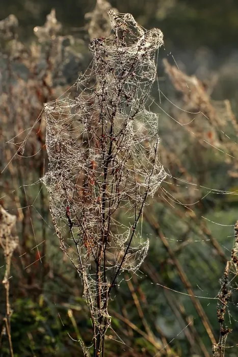Framed Print : Spiderwebs with dewdrops in the morning light