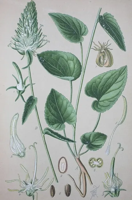 Framed Print : Spiked rampion (Phyteuma spicatum) Framed Print : Spiked rampion (Phyteuma spicatum)