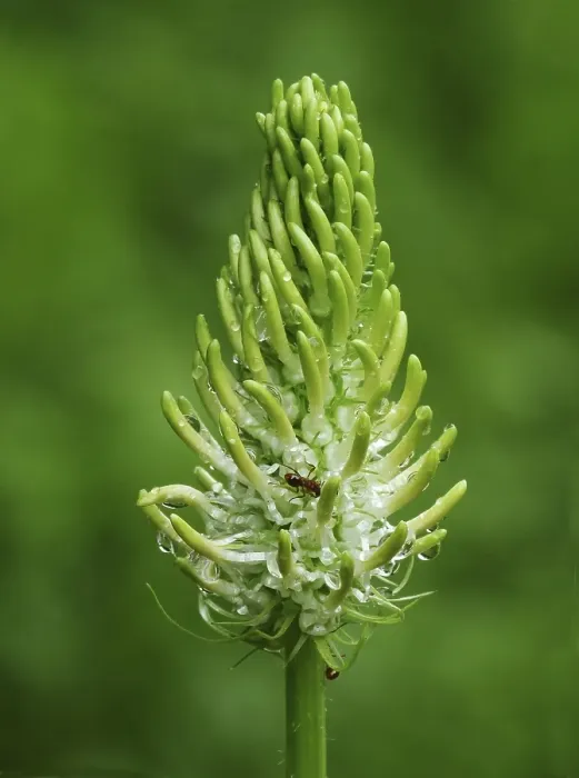 Framed Print : Spiked Rampion (Phyteuma spicatum) close-up of flowerspike Framed Print : Spiked Rampion (Phyteuma spicatum) close-up of flowerspike
