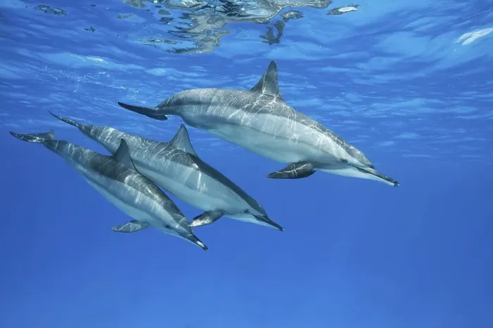 Framed Print : Spinner Dolphins (Stenella longirostris)