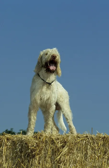 Framed Print : Spinone Italiano (Italian Roughhaired Pointing Dog)