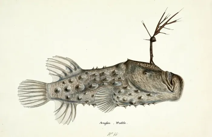 Framed Print : Spiny anglerfish, Himantolophus appelii, The prickly anglerfish, fish, reproduction of an original, by Frank Edward Clarke (b. 1849, d. 1899), ichthyologist and scientific draughtsman