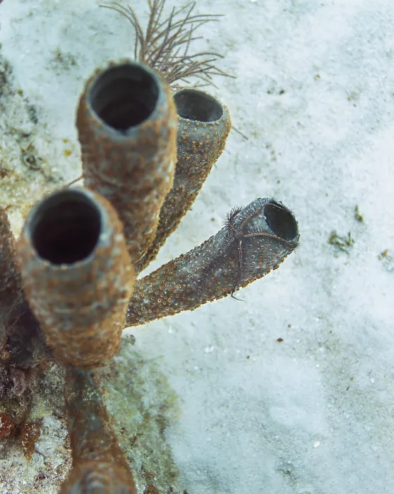 Framed Print : Spiny brittle star hanging off a tube sponge