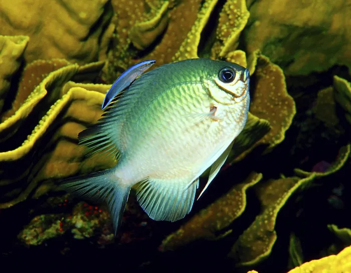 Framed Print : Spiny Chromis (Acanthochromis polycanthus) Framed Print : Spiny Chromis (Acanthochromis polycanthus)