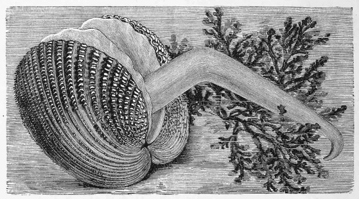 Framed Print : Spiny cockle, Cardium echinatum