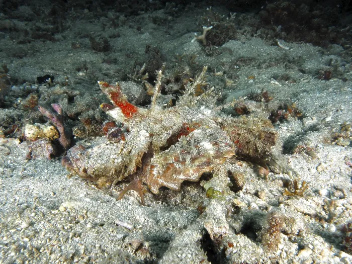 Framed Print : A spiny devil fish (Inimicus didactylus) rests camouflaged between stony corals on the seabed