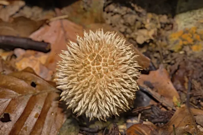 Framed Print : Spiny puffball (Lycoperdon echinatum) Framed Print : Spiny puffball (Lycoperdon echinatum)
