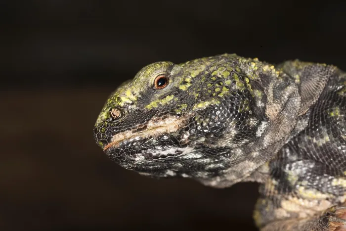 Framed Print : Spiny-tailed Lizard (uromastyx acanthinurus)