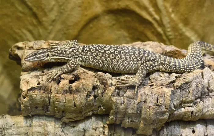 Framed Print : Spiny-tailed Monitor (Varanus acanthurus)