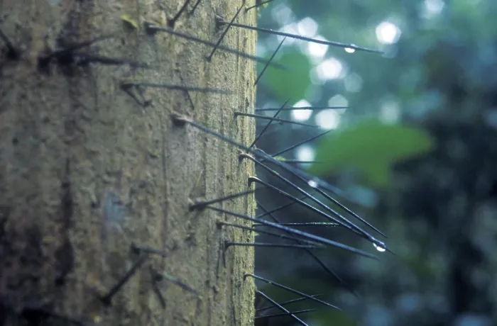 Framed Print : Spiny tree trunk, Tambopata National Park