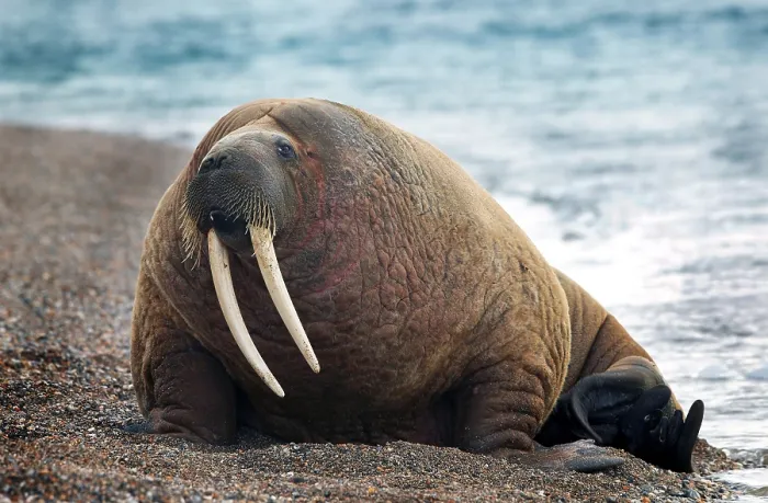 Framed Print : Spitsbergen Svalbard - walrus lying on the beach - long teeth Framed Print : Spitsbergen Svalbard - walrus lying on the beach - long teeth