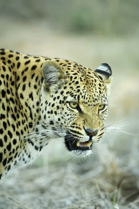 Framed Print : Spitting Leopard (Panthera pardus) Portrait Framed Print : Spitting Leopard (Panthera pardus) Portrait