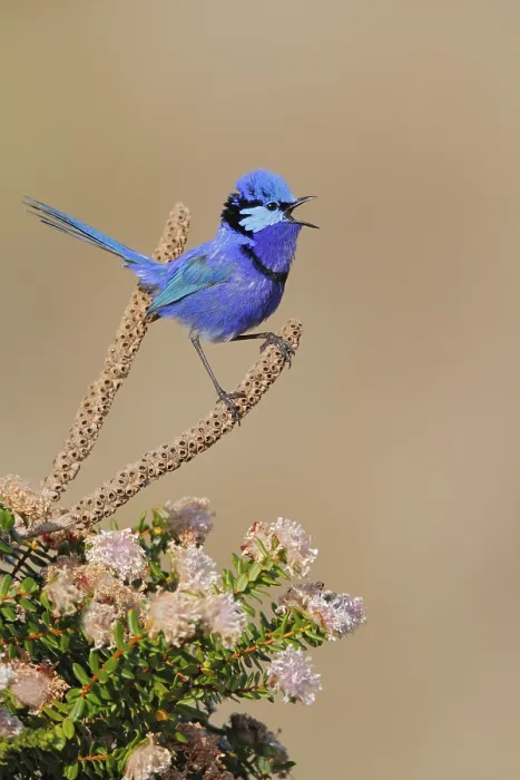 Framed Print : Splendid Fairywren (Malurus splendens) male singing