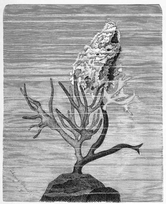 Framed Print : Sponges, sitting on a seaweed stalk Framed Print : Sponges, sitting on a seaweed stalk