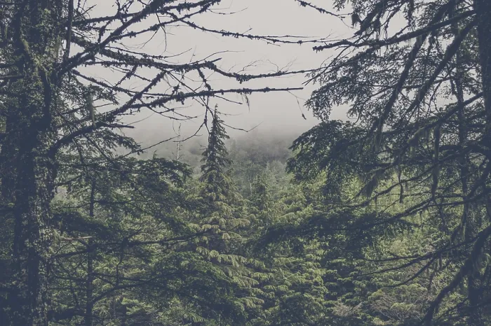 Framed Print : Spooky forest with pine trees in the mist Framed Print : Spooky forest with pine trees in the mist