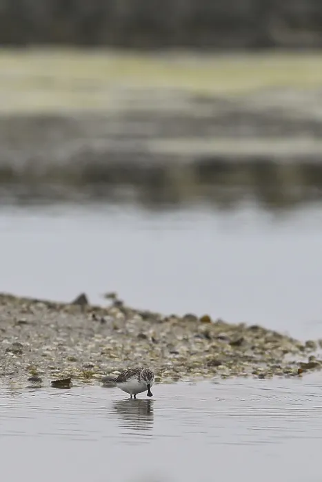 Framed Print : Spoon-billed Sandpiper (Calidris pygmea)