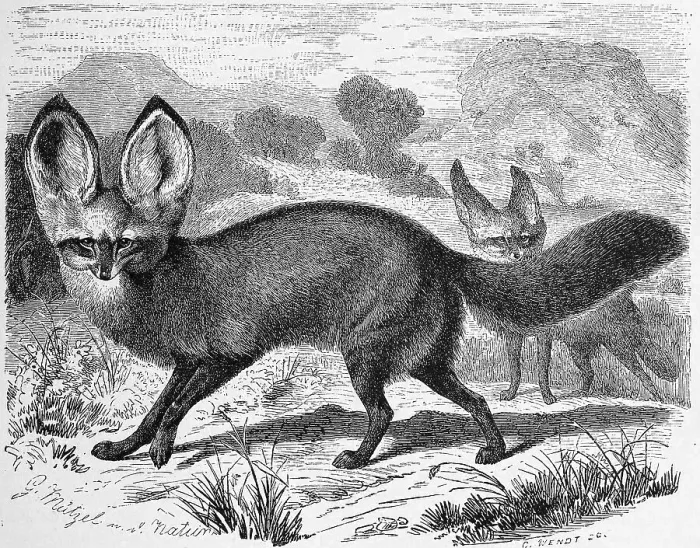 Framed Print : Spoon dog, also called bat-eared fox (Otocyon megalotis) or bat-eared fox