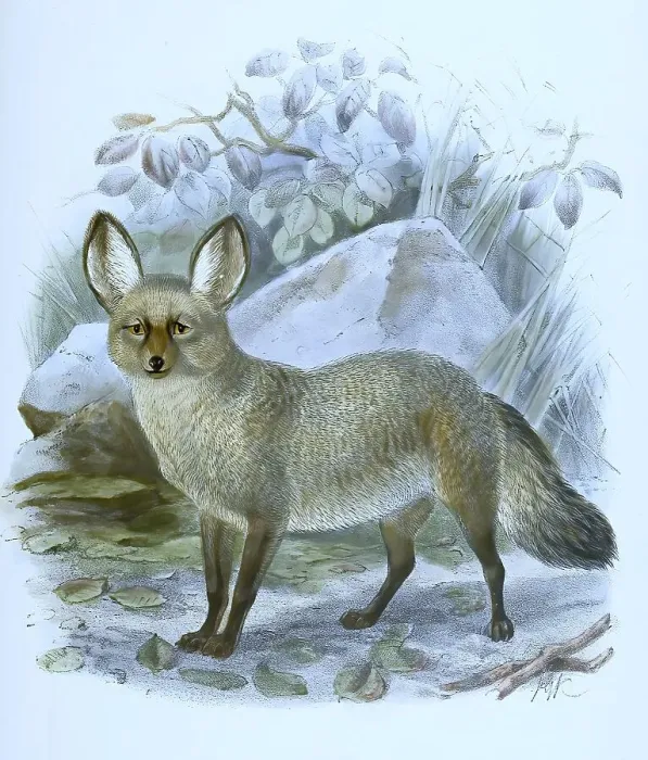 Framed Print : Spoon dog, also spoon fox or bat-eared fox (Otocyon megalotis)