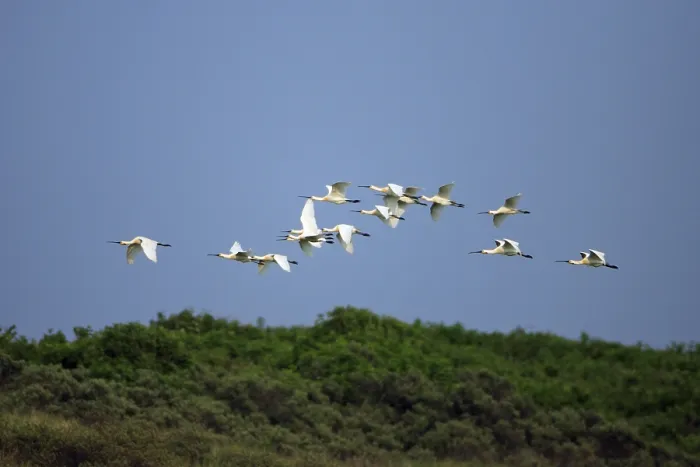 Framed Print : Spoonbill, Eurasian spoonbill (Platalea leucorodia)