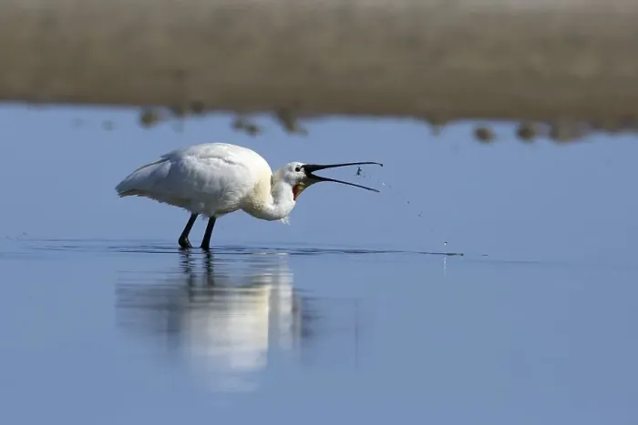 Framed Print : Spoonbill (Platalea leucorodia)