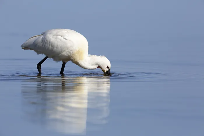 Framed Print : Spoonbill (Platalea leucorodia) Framed Print : Spoonbill (Platalea leucorodia)