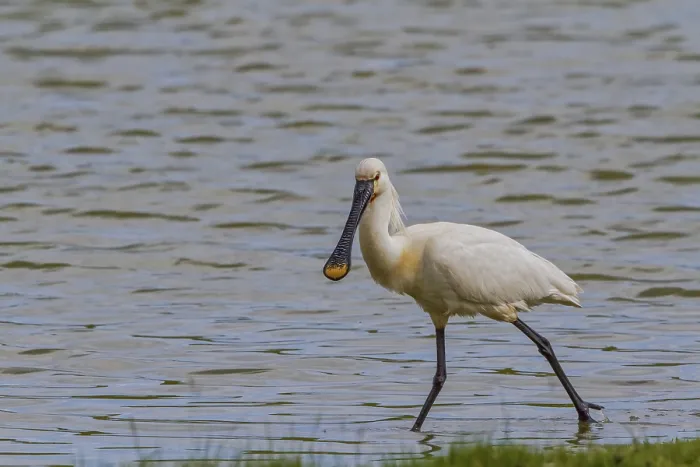 Framed Print : Spoonbill (Platalea leucorodia) Framed Print : Spoonbill (Platalea leucorodia)