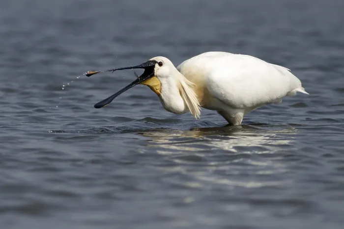 Framed Print : Spoonbill (Platalea leucorodia) Framed Print : Spoonbill (Platalea leucorodia)