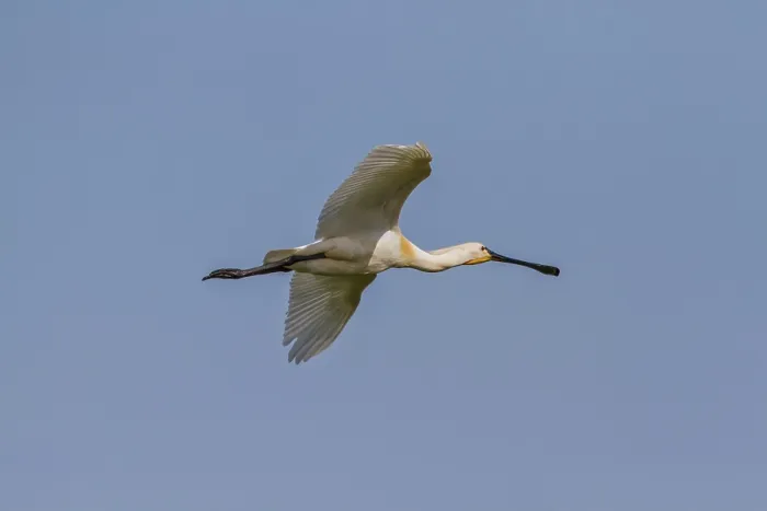 Framed Print : Spoonbill (Platalea leucorodia) Framed Print : Spoonbill (Platalea leucorodia)